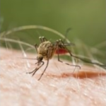 Global warming leads to malaria increase – stay protected